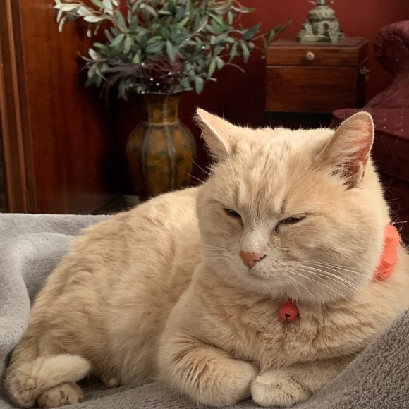 Meet your Posher, Lily - Picture 6 of 12